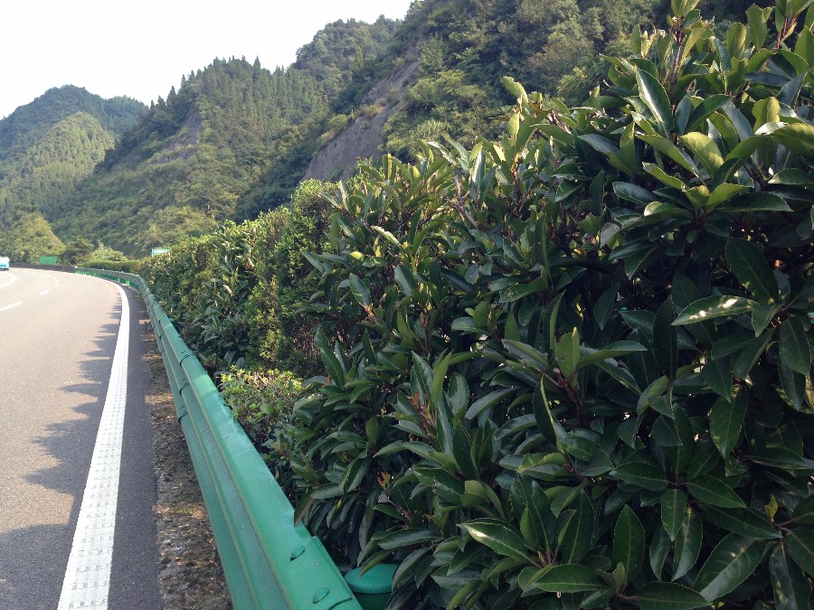 鄂西高速綠化養(yǎng)護